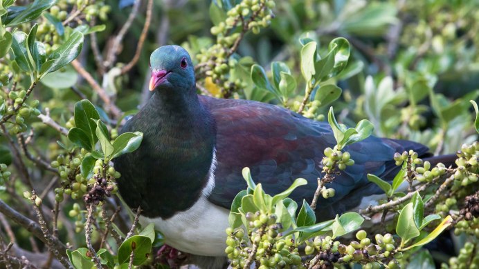 Вяхирь – Columba palumbus l
