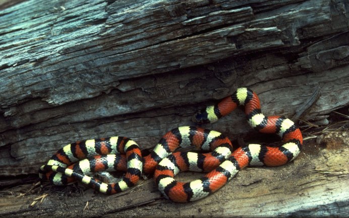 Арлекиновый Аспид (Micrurus Fulvius)
