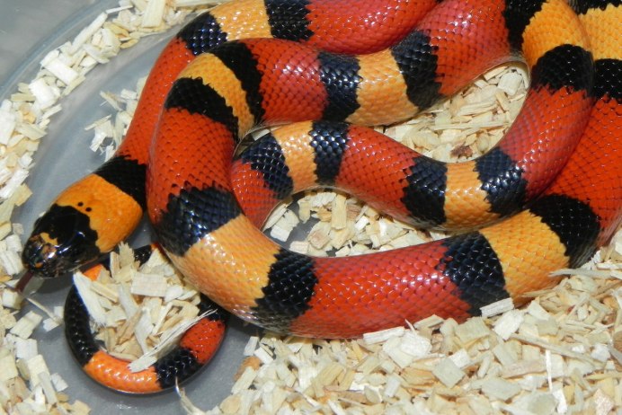 Anilius scytale