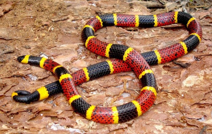 Королевская змея (Lampropeltis)