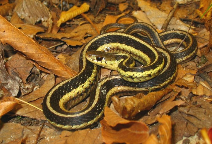 Cylindrophis Rufus