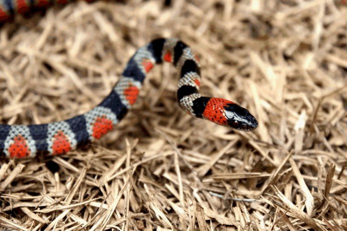 Королевская змея (Lampropeltis)