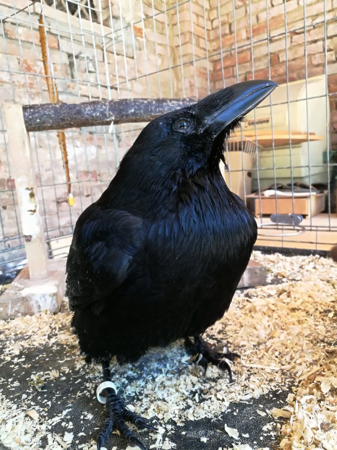 Королевский ворон Коракс рекс