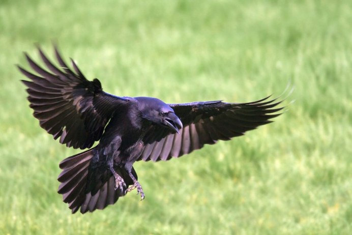 Пикирующий ворон Nevermore