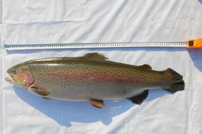 Oncorhynchus mykiss in Nestos River