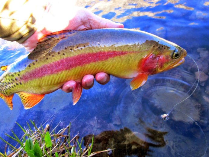 Форель Oncorhynchus
