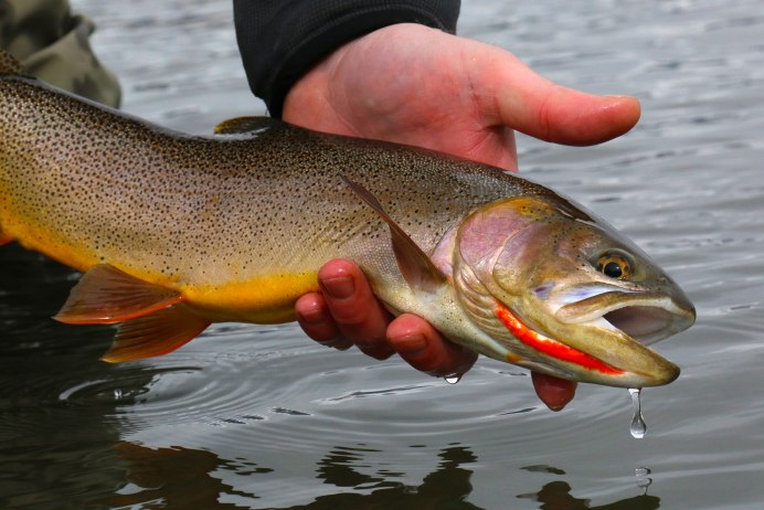 Salvelinus namaycush