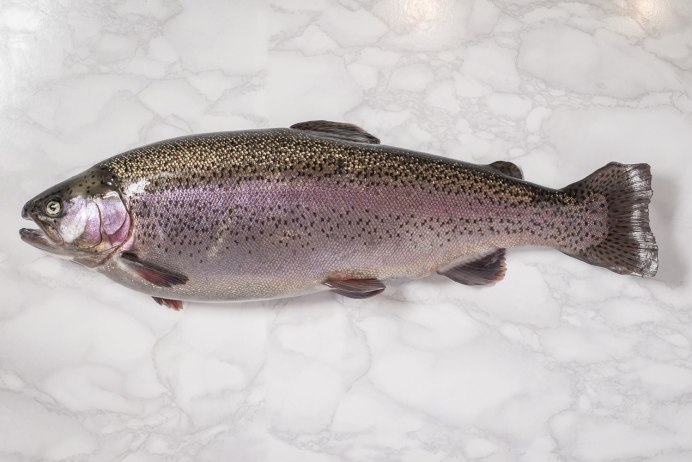 Lahontan Cutthroat Trout
