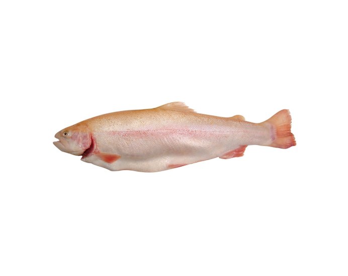 Magna Trout