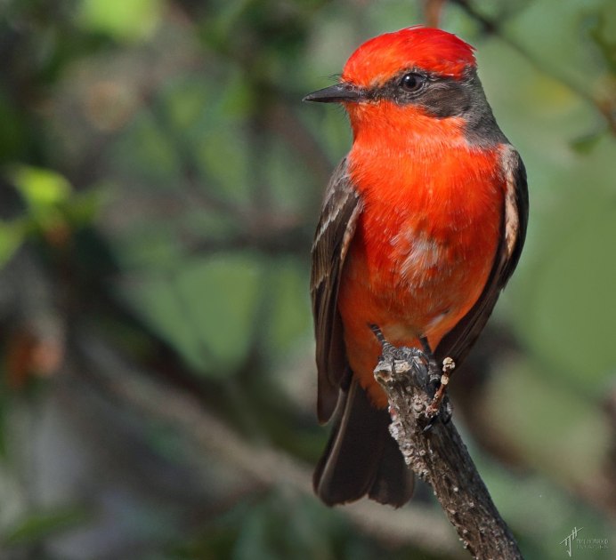 Птицы золотой шилоклювый дятел