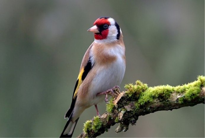 Щегол птица гнездо