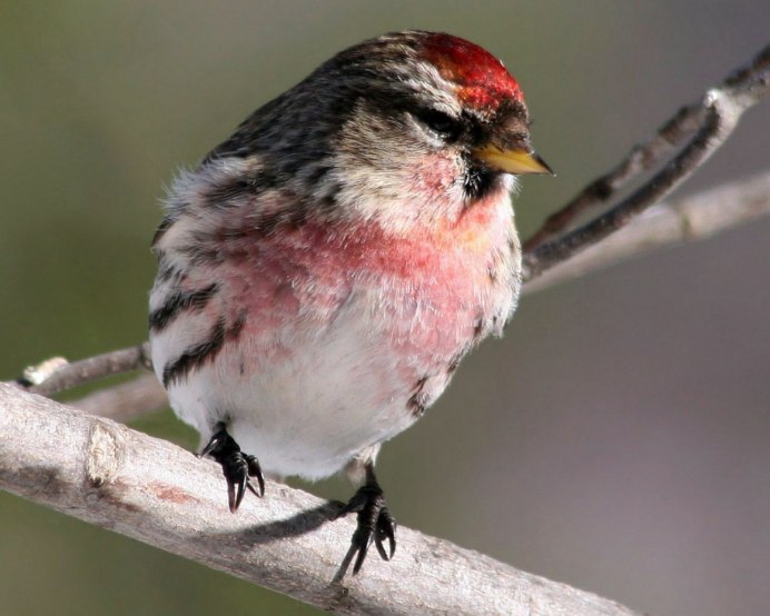 Черная птица с красными крыльями