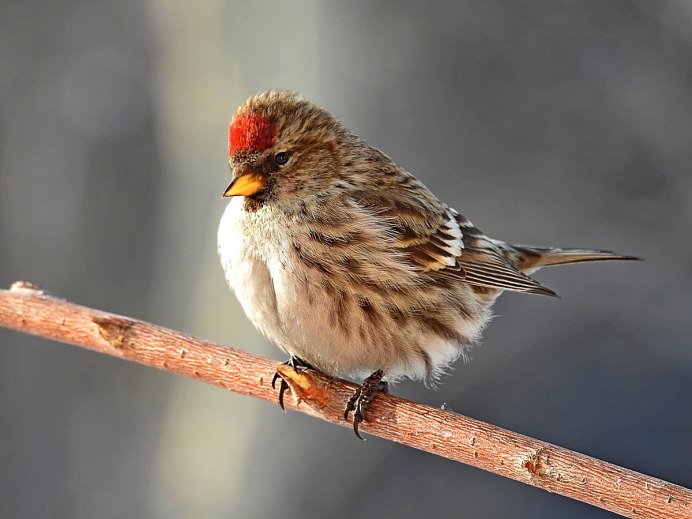 Европейский средний дятел