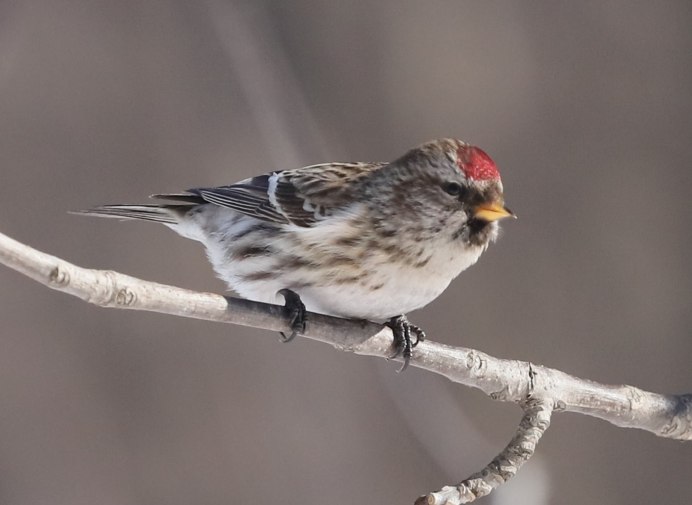 Чечётка птица Коноплянка