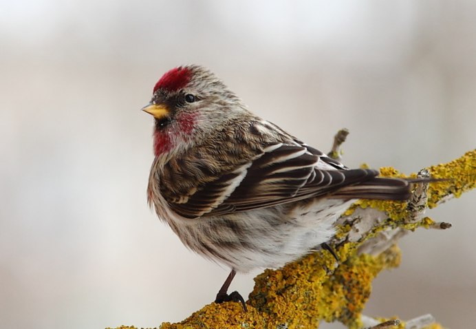 Черноголовый щегол пение