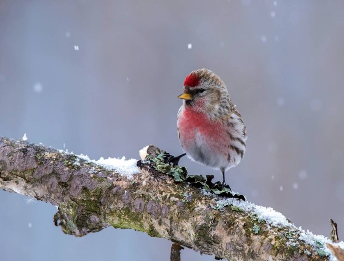 Птичка чечётка обыкновенная