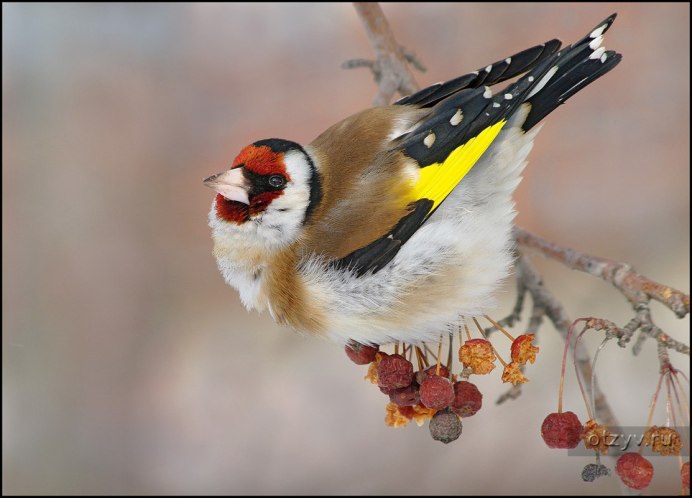 Dendrocopos assimilis