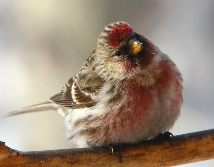 Желна Dryocopus Martius