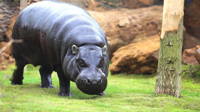 Hexaprotodon liberiensis