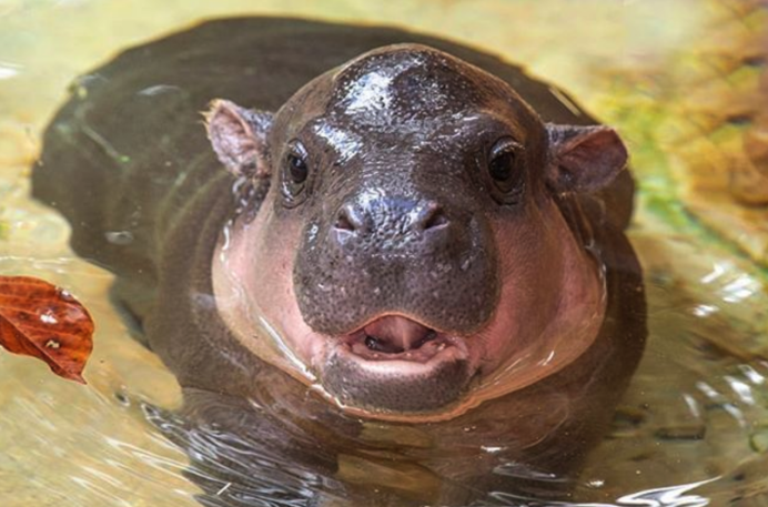 Мадагаскарский карликовый Бегемот (Madagascar Pygmy Hippopotamus)
