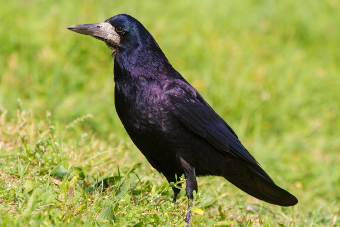 Грач желтоклювый