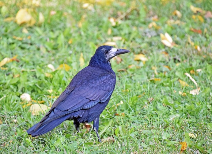 Ворон ворона Галка Грач
