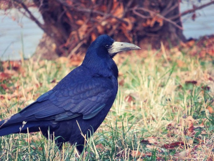 Грачонок птица птенец