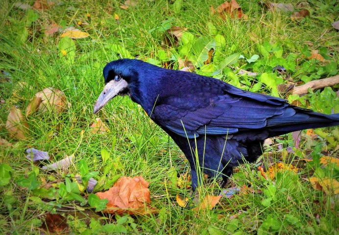 Птица Галка и Грач
