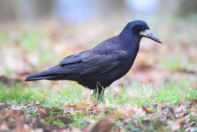 Ворон ворона Галка