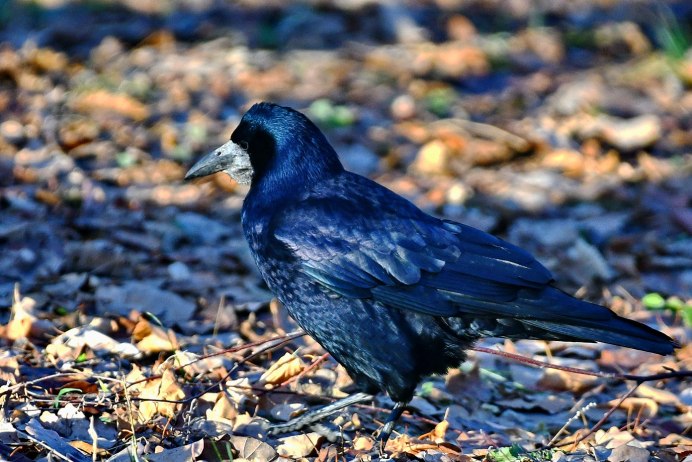 Марки Corvus frugilegus