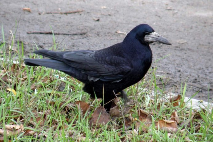 Галка обыкновенная