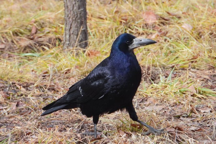 Грач подмосковный