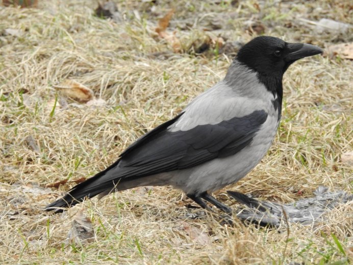 Corvus cornix