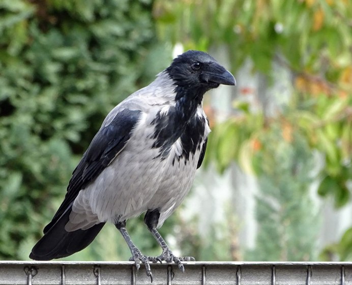 Домовая ворона Corvus splendens