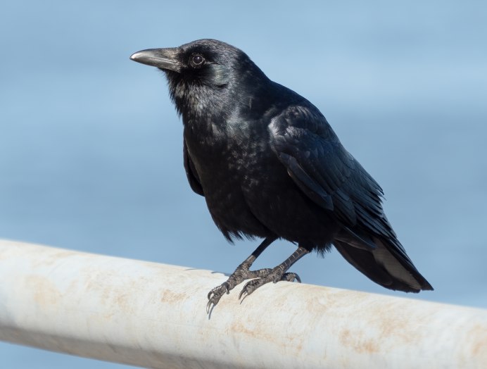 Чёрная воро́на (Corvus Corone)