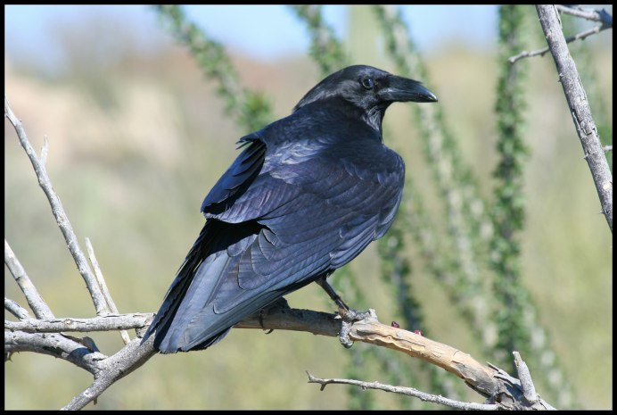 Corvus Corone l. /ворона серая/