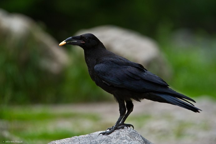 Камчатский ворон