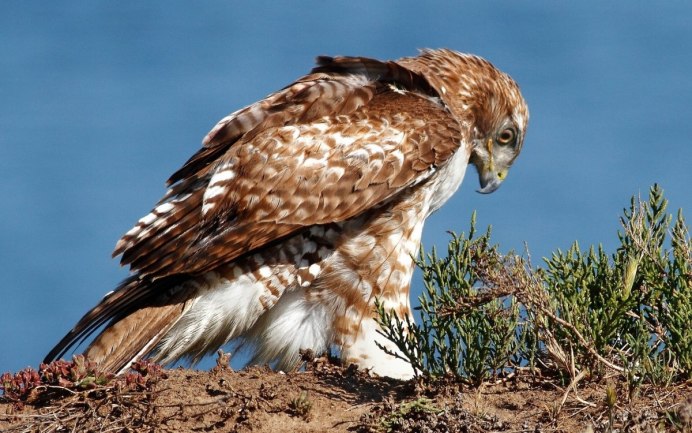 Обыкновенный канюк Buteo Buteo