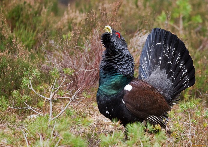 Чернобрюхий Глухарь Tetrao urogallus Major