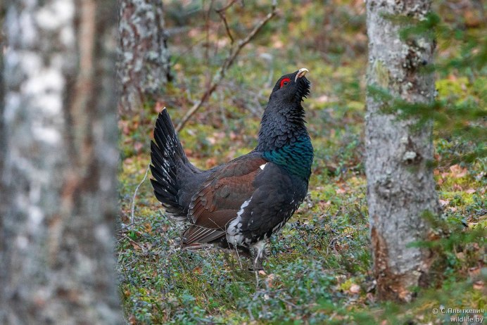 Глухарь (Tetrao urogallus)