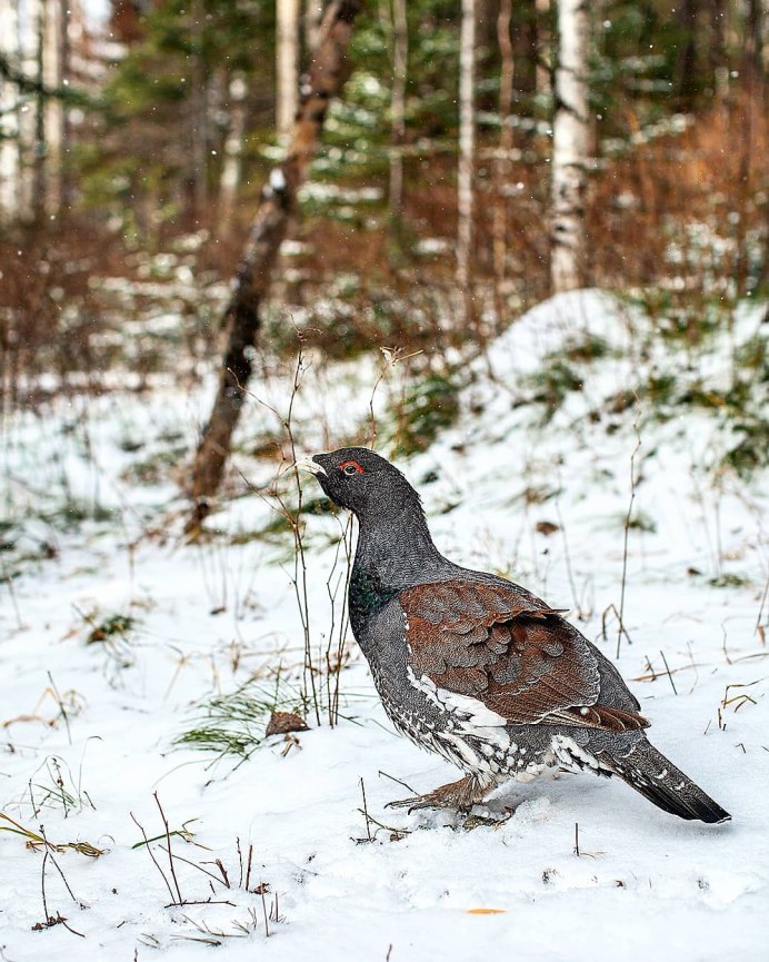 Западный Глухарь (Tetrao urogallus)
