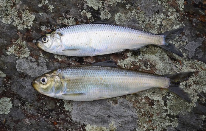 Alosa aestivalis