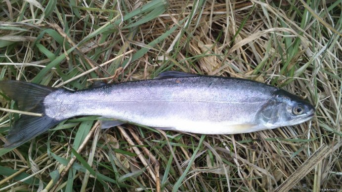 Alosa volgensis