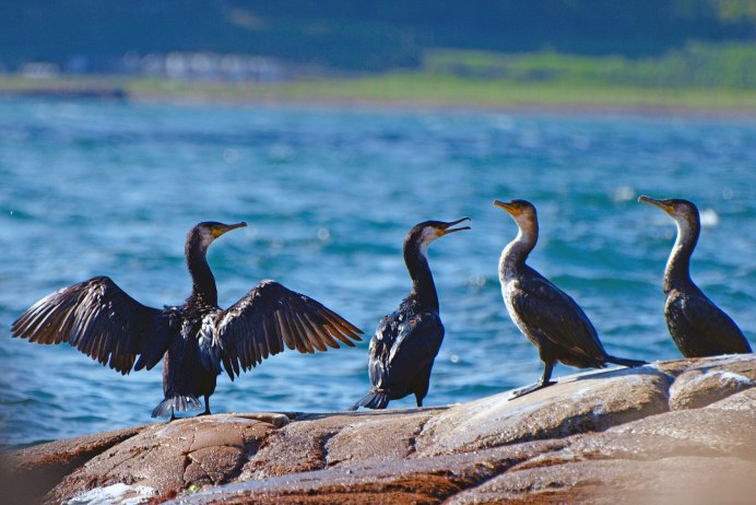 Хохлатый Баклан Phalacrocorax Aristotelis