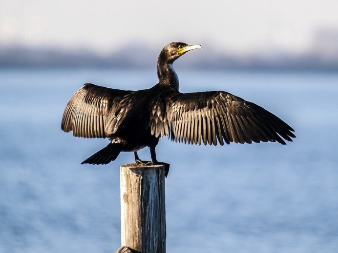 Phalacrocorax Carbo