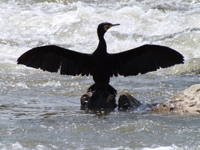 Phalacrocorax Carbo