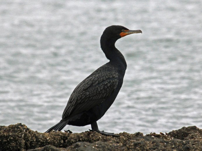 Phalacrocorax Carbo птица