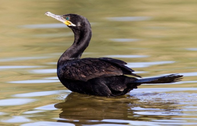 Cormoran птица