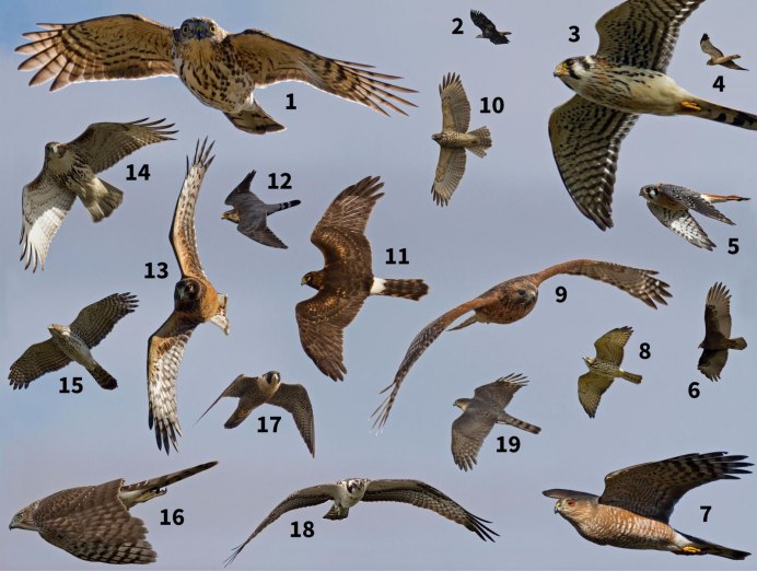 «Хищные птицы» «Birds of Prey»