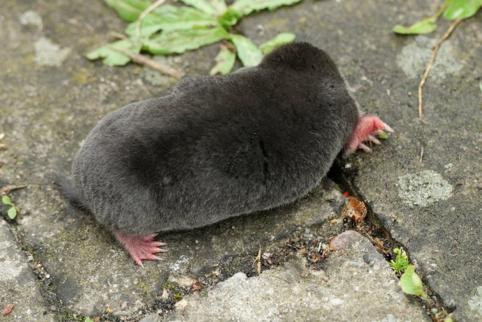 Крот обыкновенный (talpa europaea)